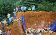 Yên Bái: Thêm huyện Văn Yên phát sinh dịch tả lợn châu Phi