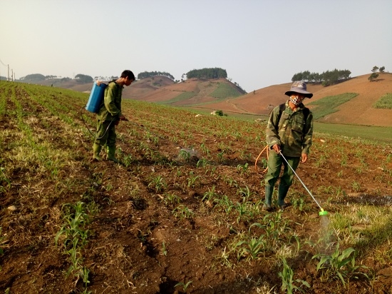 dan chat vat doi pho thu giac an pha ngo non nhu chop