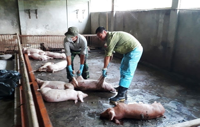 Vừa xuất hiện bệnh dịch tả lợn Châu Phi và bệnh dại trên địa bàn tỉnh Lào Cai