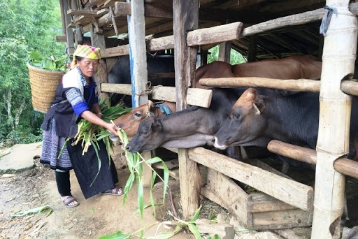 yen bai hon 140 ty dong se toi tay nguoi ngheo va can ngheo bi anh huong do covid 19