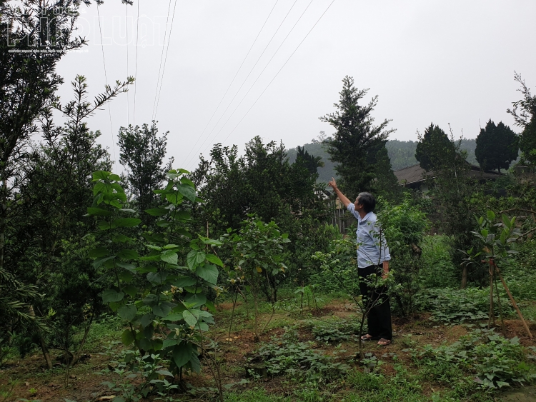 Người dân kêu cứu vì Công ty điện lực Yên Bái đền bù không thỏa đáng khi thi công đường điện cao áp