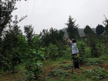 Người dân kêu cứu vì Công ty điện lực Yên Bái đền bù không thỏa đáng khi thi công đường điện cao áp