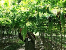 Thu nhập cao từ trồng cây mướp đắng sạch ở Hiền Ninh