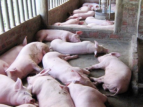 Yên Bái tiêu hủy gần 2.400 con lợn, nỗ lực dập dịch tả lợn châu Phi