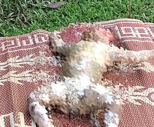 Phát hiện thi thể bé hơn 1 tuổi trôi dạt trên Sông Mã, Sơn La