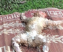 Phát hiện thi thể bé hơn 1 tuổi trôi dạt trên Sông Mã, Sơn La