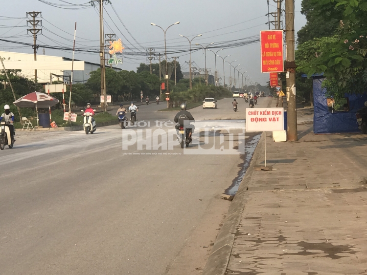 Nỗ lực phòng chống, TP Sông Công vẫn phát sinh ổ dịch tả lợn châu Phi mới