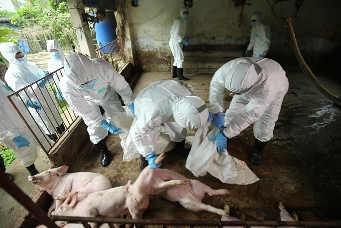 Tiếp tục phát hiện thêm ổ dịch tả lợn châu phi ở Yên Bái