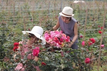 Mê mẩn vườn hồng khổng lồ của vợ Thành trong "Về nhà đi con"