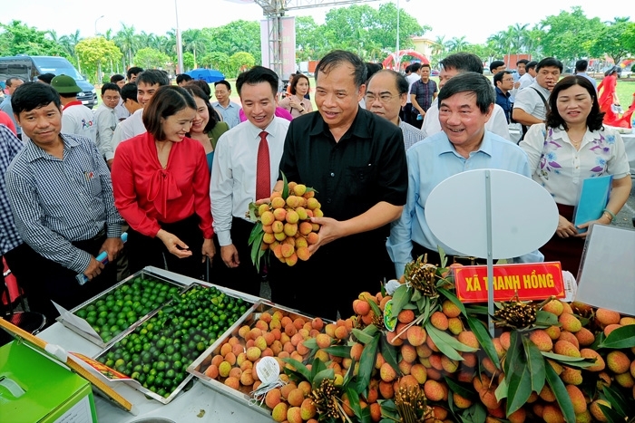 Vựa vải thiều ở Hải Dương năm nay mất mùa