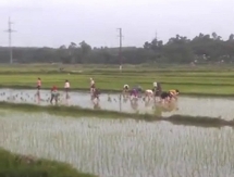 Thấy cụ ông cấy 1 mình dưới nắng, 30 nữ công nhân xắn quần xuống giúp