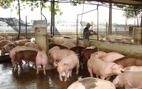 Tiếp tục xuất hiện ổ dịch tả lợn châu Phi ở Trấn Yên, Yên Bái