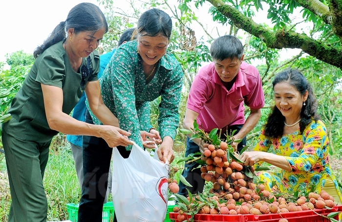 vai thieu hai duong mat mua duoc gia