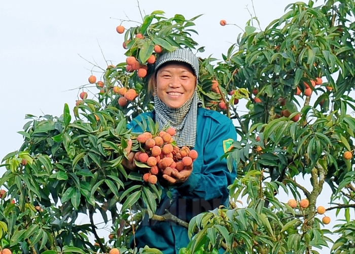 vai thieu hai duong mat mua duoc gia