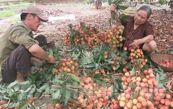 vai thieu hai duong mat mua duoc gia