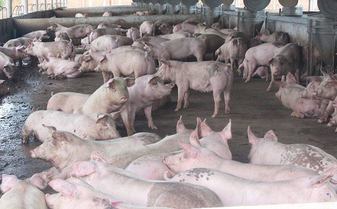 Phát hiện thêm hơn 100 con lợn mắc bệnh dịch tả lợn châu Phi ở Yên Bái