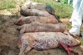 Phát sinh thêm gần 1 tấn lợn mắc dịch tả lợn châu Phi ở Yên Bái