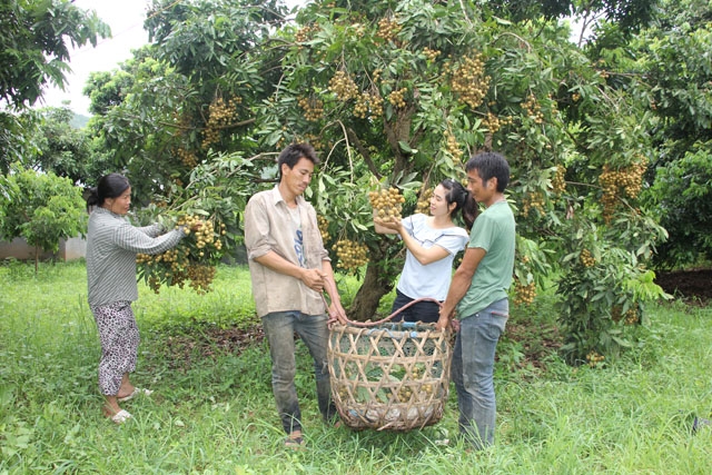 son la huyen song ma xuat khau gan 3000 tan nhan tuoi