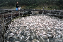 Tỉnh Yên Bái yêu cầu các doanh nghiệp ngừng nuôi cá lồng trên hồ Thác Bà