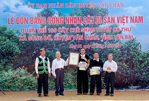100 cây chè Shan tuyết cổ thụ Yên Bái được công nhận là cây Di sản Việt Nam