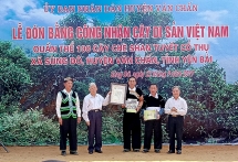 100 cay che shan tuyet co thu yen bai duoc cong nhan la cay di san viet nam