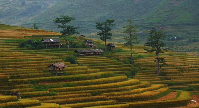 Phê duyệt dự án về du lịch trải nghiệm ruộng bậc thang Mù Cang Chải, Yên Bái