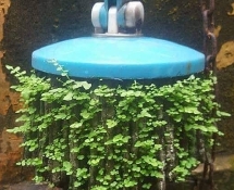 Cây lau nhà hóa “vườn rau” của người bạn cùng phòng khiến người xem ngỡ ngàng