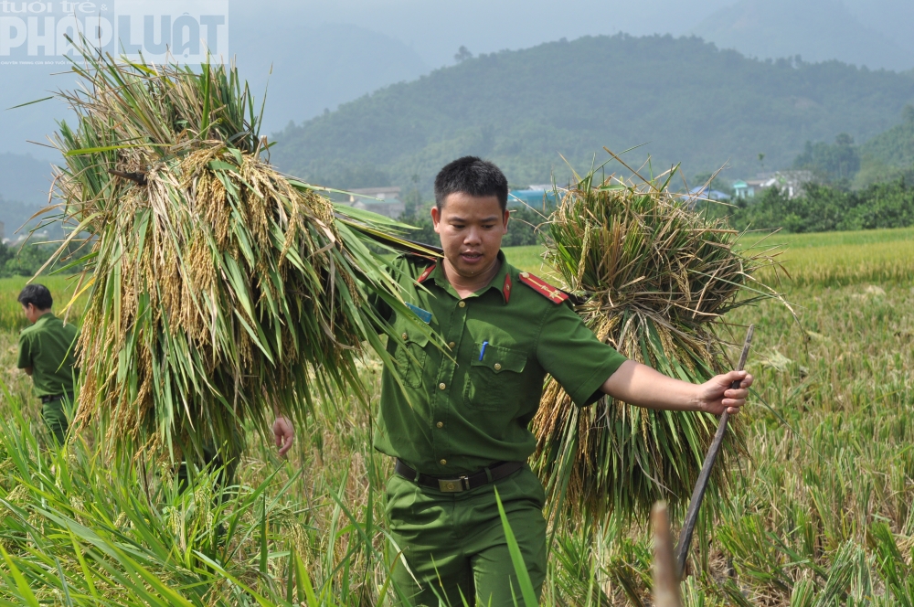 Chiến sĩ công an giúp dân gặt lúa ngày mùa