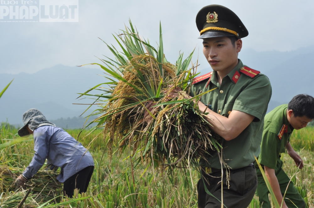 Chiến sĩ công an giúp dân gặt lúa ngày mùa