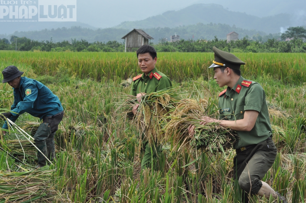 Chiến sĩ công an giúp dân gặt lúa ngày mùa