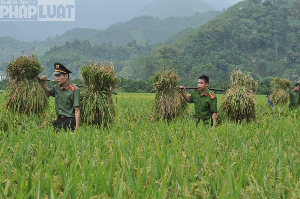 Chiến sĩ công an giúp dân gặt lúa ngày mùa