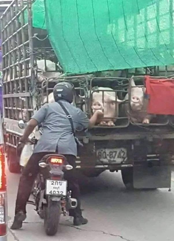 hinh anh chang trai nung heo tren duong gay sot cu dan mang