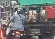 hinh anh chang trai nung heo tren duong gay sot cu dan mang