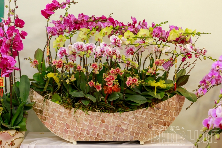 Nhà giàu chơi sang mua cả thuyền lan hồ điệp khảm trai chục triệu đồng