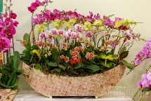 Nhà giàu chơi sang mua cả thuyền lan hồ điệp khảm trai chục triệu đồng