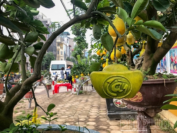 la mat va hut khach voi buoi dien hinh thoi vang in chu tai loc