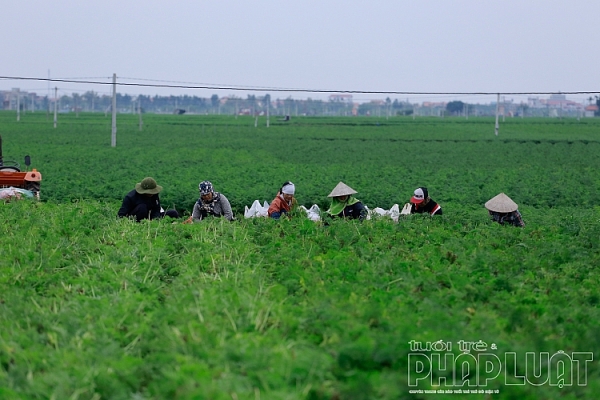 hai duong ca rot duc chinh duoc mua mat gia