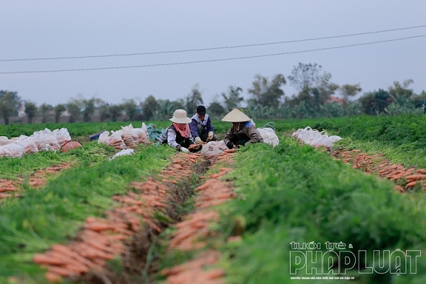 hai duong ca rot duc chinh duoc mua mat gia