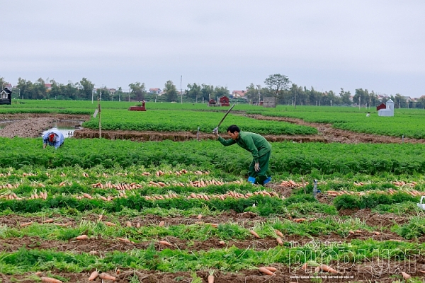 hai duong ca rot duc chinh duoc mua mat gia