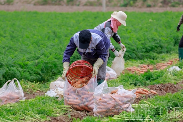 hai duong ca rot duc chinh duoc mua mat gia