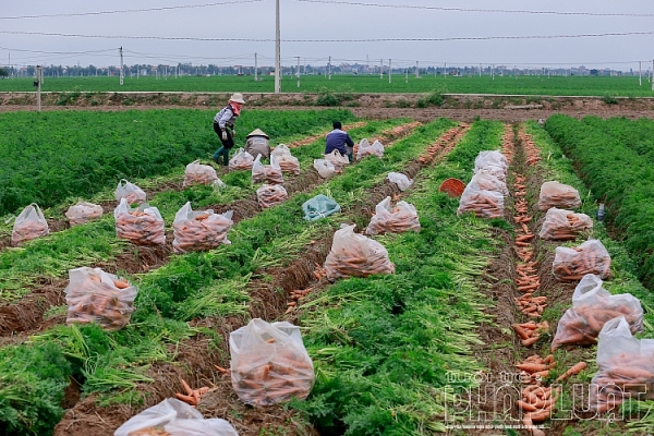 hai duong ca rot duc chinh duoc mua mat gia