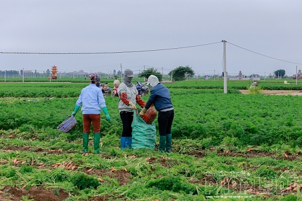 hai duong ca rot duc chinh duoc mua mat gia