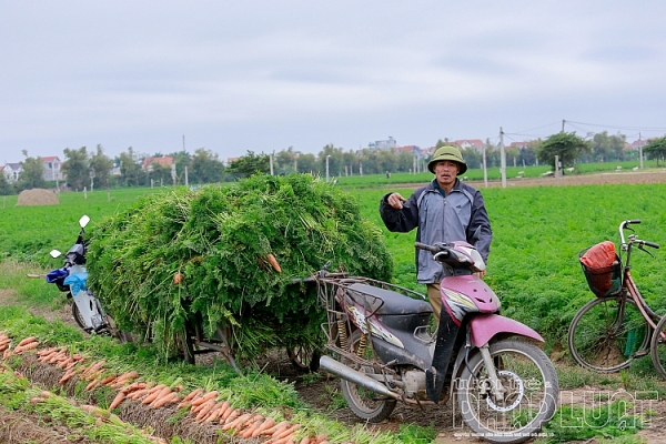 hai duong ca rot duc chinh duoc mua mat gia