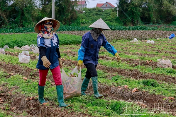 hai duong ca rot duc chinh duoc mua mat gia