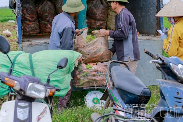 hai duong ca rot duc chinh duoc mua mat gia