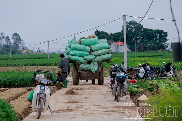 hai duong ca rot duc chinh duoc mua mat gia