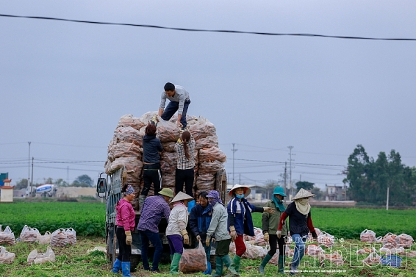 hai duong ca rot duc chinh duoc mua mat gia