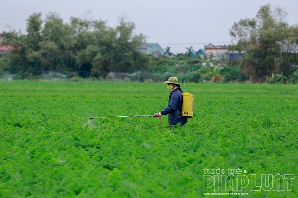 hai duong ca rot duc chinh duoc mua mat gia