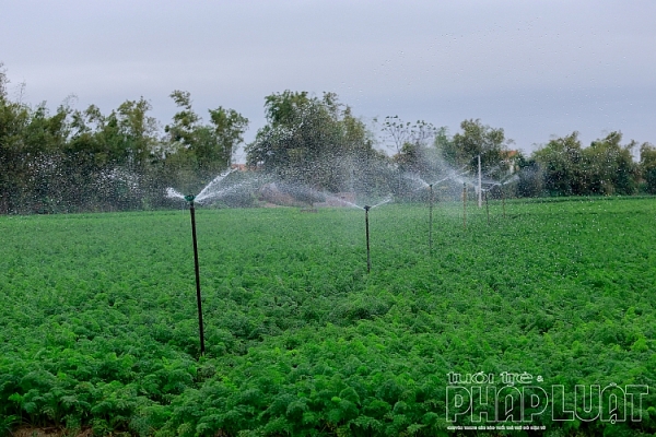 hai duong ca rot duc chinh duoc mua mat gia