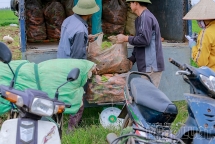 Hải Dương: Cà rốt Đức Chính được mùa mất giá